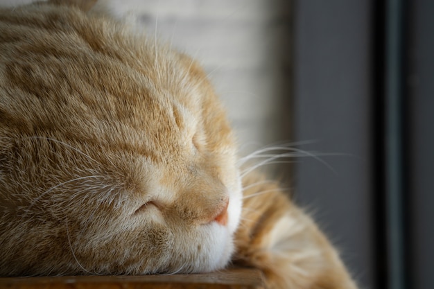 잠자는 아름다운 갈색 얼룩 무늬 고양이의 초상화 샷을 닫습니다