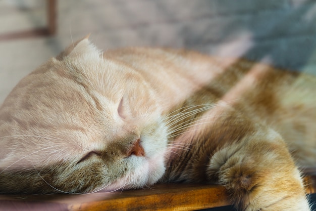 Close up portrait shot of beautiful brown tabby cat sleeping