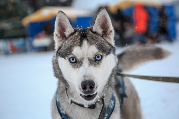 Photo close-up portrait of siberian husky