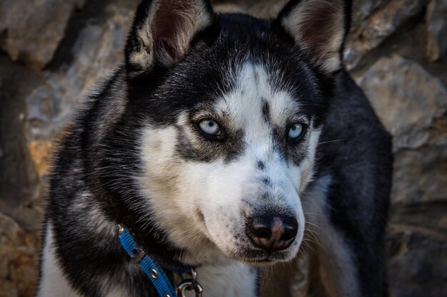 Foto ritratto ravvicinato del husky siberiano