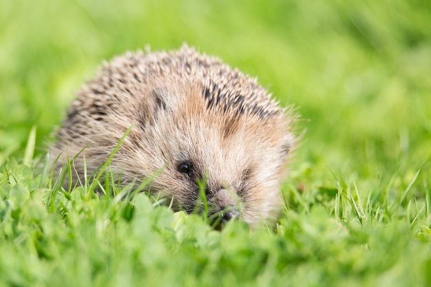 Close up portrait of small European hedgehog on green grass