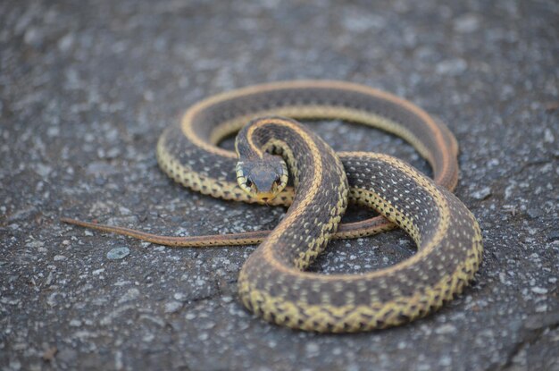 Foto ritratto ravvicinato di un serpente sulla strada