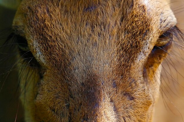 Foto ritratto di un serpente da vicino