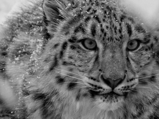 雪のヒョウのクローズアップポートレート