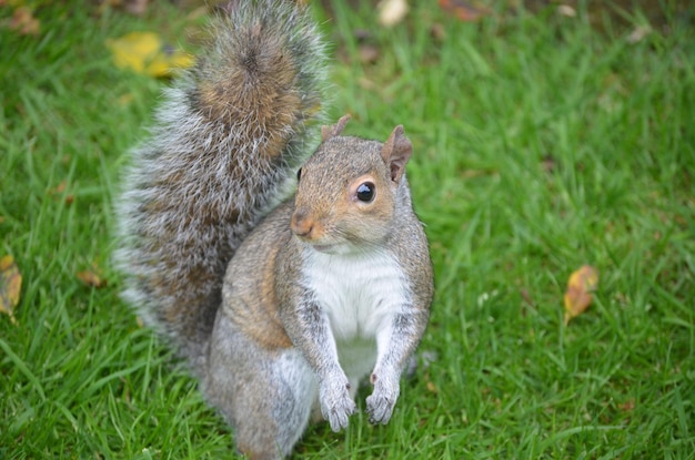 Close-up portrait of squirrel on grassy field