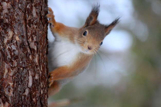 Photo close-up portrait of squirrel on tree trunk