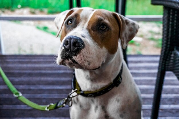 Close-up portrait of a stafford dog looking away