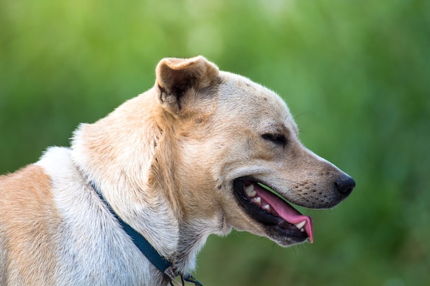 Chiuda sul ritratto di un cane randagio, cane vagabondo