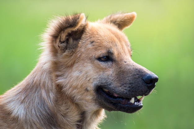 Close up portrait of a stray dog,vagrant dog