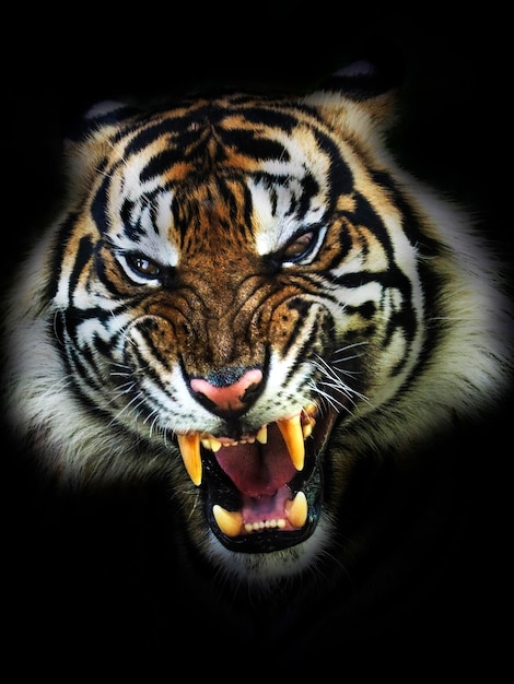 close-up portrait of sumatran tiger