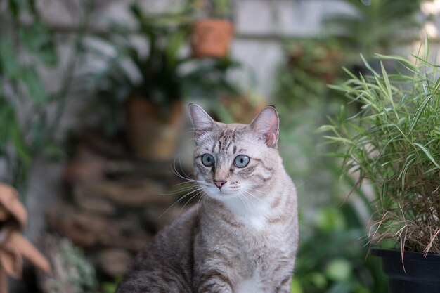 Close-up portrait of tabby cat against plants