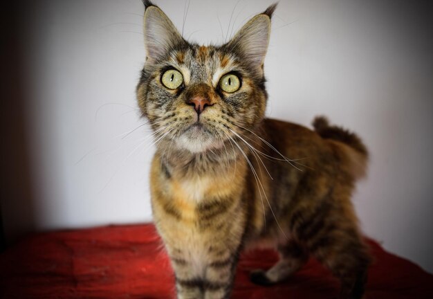 Close-up portrait of tabby cat against wall