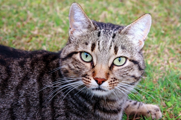 Photo close-up portrait of tabby cat sitting on field