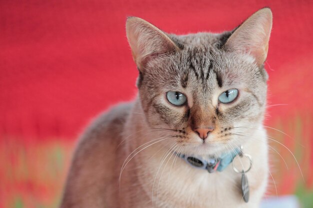 Photo close-up portrait of tabby cat