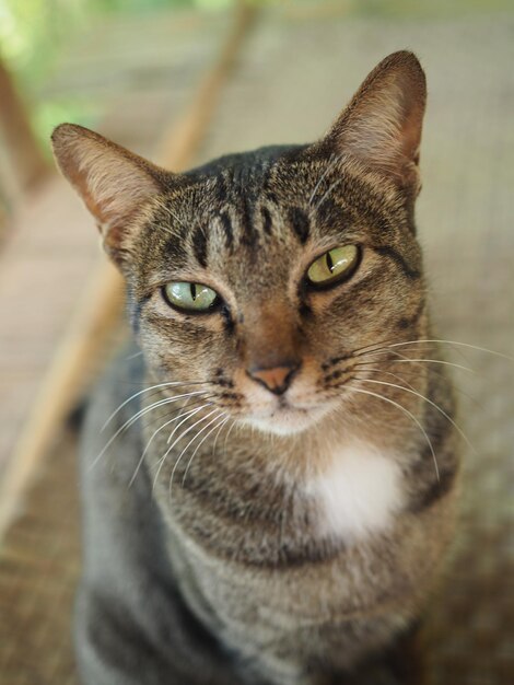 Close-up portrait of tabby cat