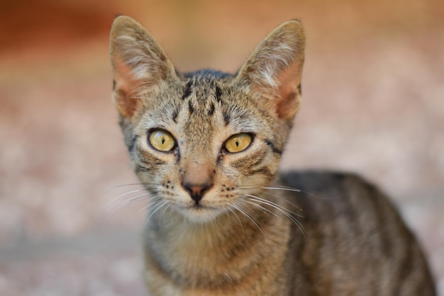 Photo close-up portrait of tabby cat