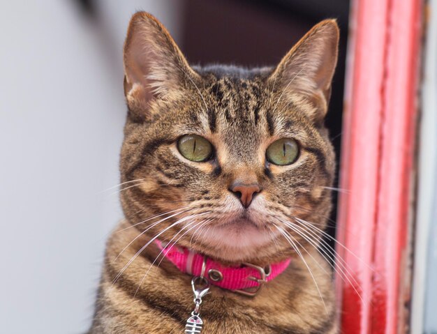 Photo close-up portrait of tabby cat