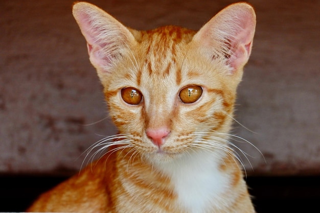 Photo close-up portrait of tabby cat