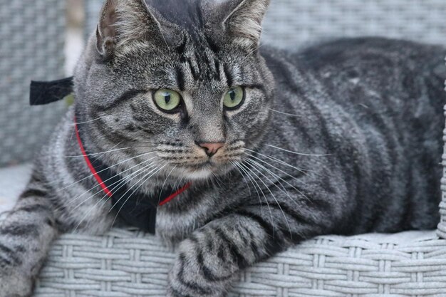 Close-up portrait of tabby cat