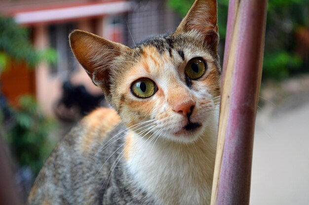 Close-up portrait of tabby cat