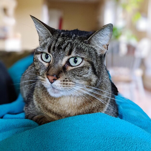 Foto ritratto ravvicinato di un gatto tabby