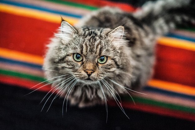 Foto ritratto da vicino di un gatto tabby