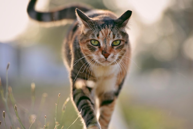 Foto ritratto ravvicinato di un gatto tabby