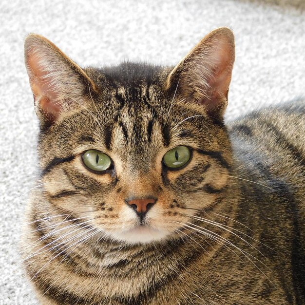 Close-up portrait of tabby cat