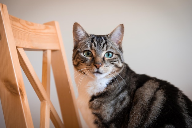 Close-up portrait of tabby cat