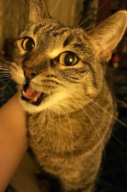 Close-up portrait of tabby cat