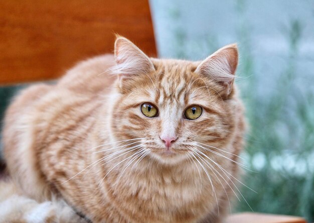 Close-up portrait of tabby cat