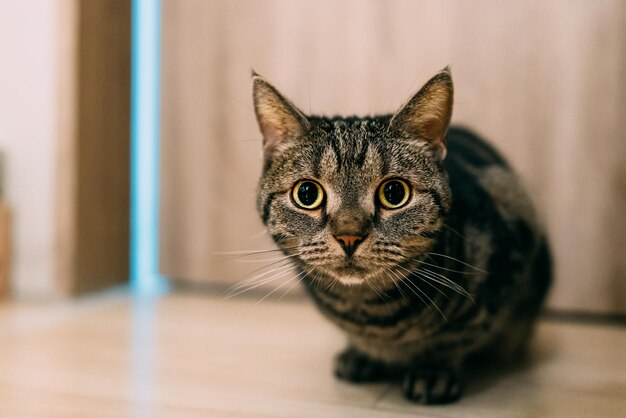 Close-up portrait of tabby cat