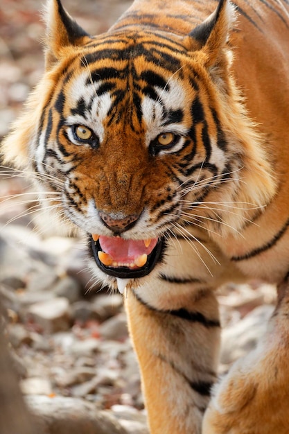 Foto ritratto di una tigre in primo piano