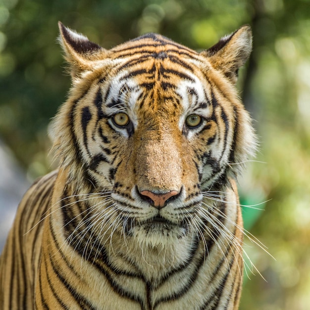 Foto ritratto di una tigre in primo piano