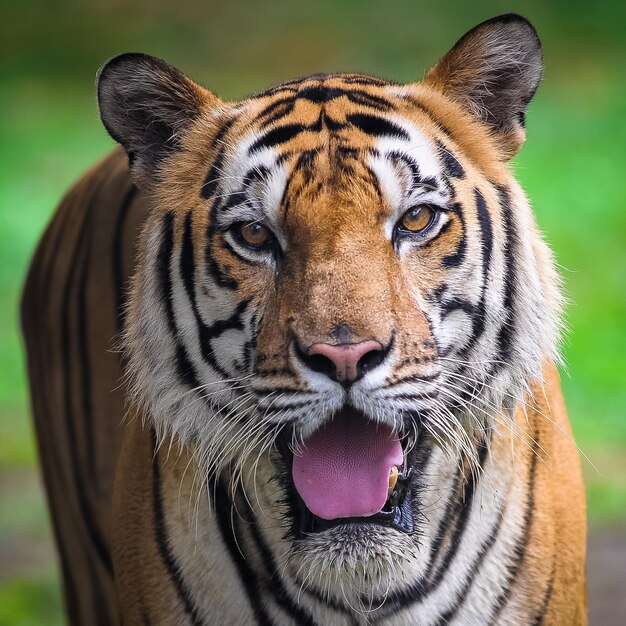 Foto ritratto di una tigre in primo piano