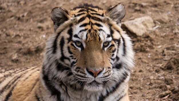 Foto ritratto di una tigre in primo piano