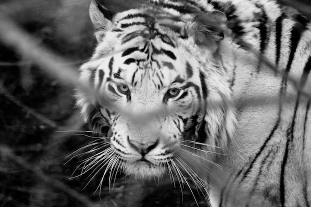 Close-up portrait of a tiger