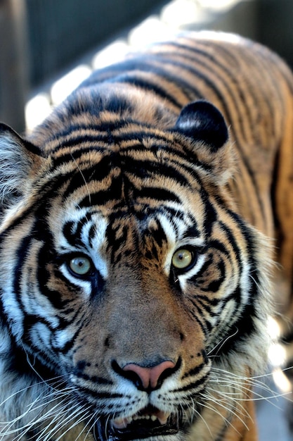 Foto ritratto di una tigre in primo piano
