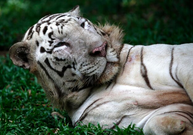 Photo close-up portrait of tiger