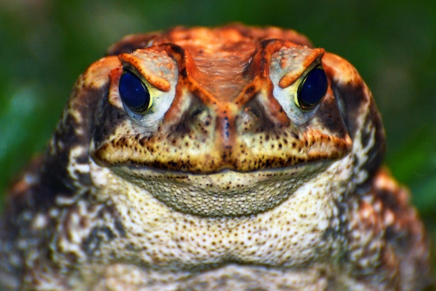 Photo close-up portrait of toad