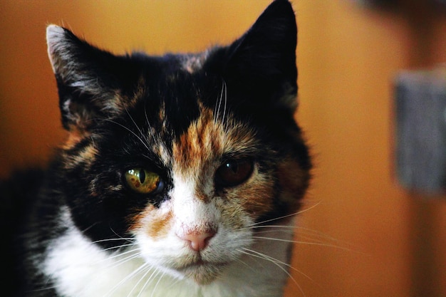 Photo close-up portrait of tortoiseshell cat