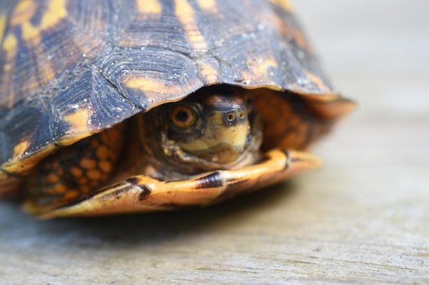 Close-up portrait of a turtle