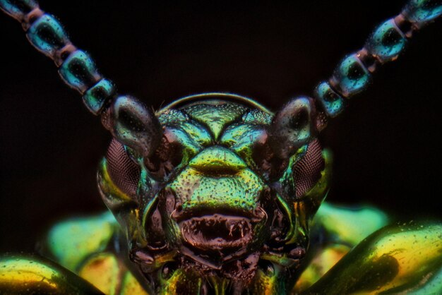 Photo close-up portrait of a turtle