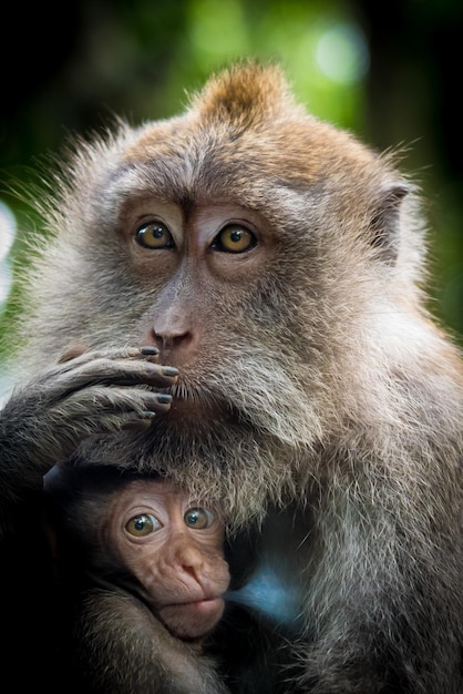 Foto ritratto da vicino di due gorilla all'aperto