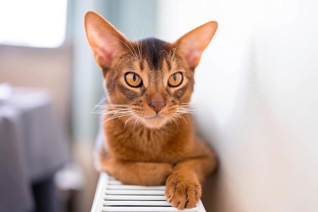 Close up portrait view of the cute Abyssinian purebred cat photo. Fluffy elegant cat.