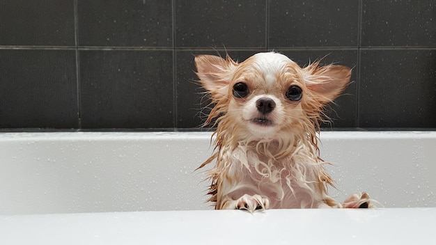close-up portrait of wet chihuahua in bathtub