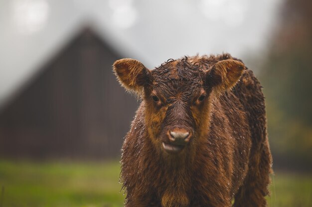 Foto ritratto da vicino di una mucca bagnata