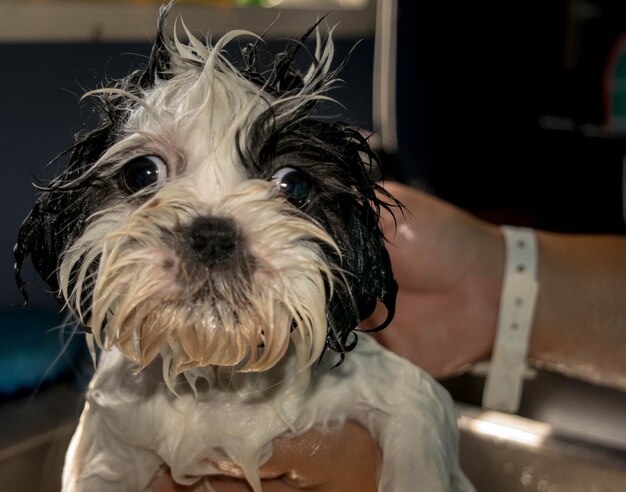 Foto ritratto da vicino di un cane bagnato