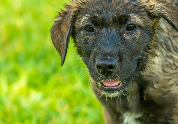 Close-up portrait of wet puppy on grassy field