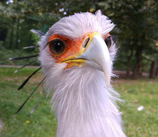 Close-up portrait of white bird against trees